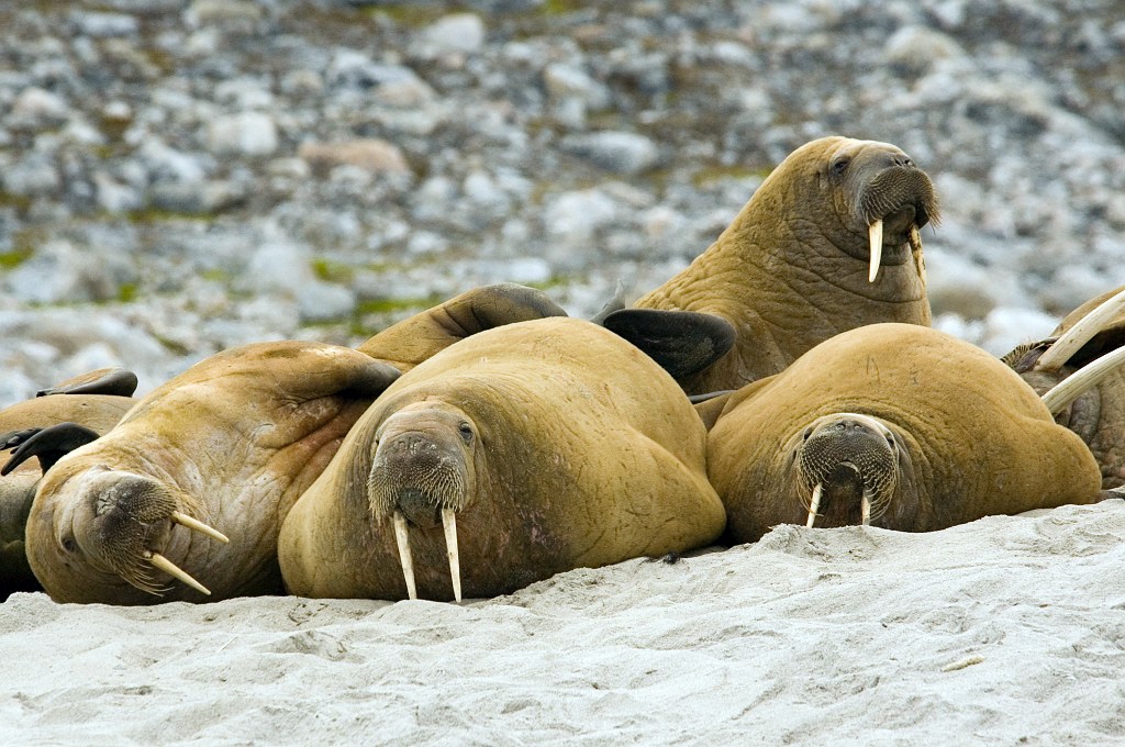 2507  Hvalros14.jpg - Walrus (Odobenus rosmarus) Hvalros, Spitsbergen Norway July 2008